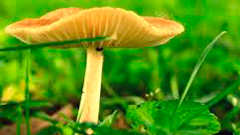 Imagen de la actividad